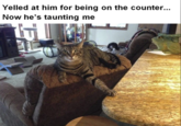 Yelled at him for being on the counter... Now he's taunting me