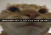 I left a dead bird by your front steps pls reply