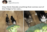 GG @goldisacks they think literally anything that comes out of the fridge is for cats...