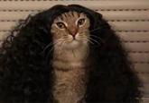 When your cat is a Cucurella Fan.