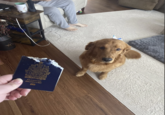 PASSPORT PASSEPORT