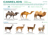 CAMELIDS FAMILY CAMELIDAE AnimalFact Herbivorous mammals characterized by long, slender necks and legs, with an even number of toes. Seven species are divided into two extant genera SOUTH AMERICA, SOUTH ASIA, Range and THE MIDDLE EAST Camelus (Camels) Large and with hump GRASSES, SHRUBS, TREES, Diet FORBS, and CONCENTRATES 3 SPECIES Wild Bactrian Camel Camelus ferus Lama Small and without hump Dromedary Bactrian Camel Camelus dromedarius Camelus bactrianus 4 SPECIES Llama Lama glama Guanaco Lama guanicoe Vicuna Lama vicugna Alpaca Lama pacos