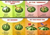 BY THE GROUND SPOT WHITE ORANGE SPOT - TASTELESS SPOT - DELICIOUS BY GENDER BY THE "WEBBING" SMALLER "WEBBING" LARGER "WEBBING" BLAND WATERMELON SWEET WATERMELON BY THE STEM TAIL "MALE" - ELONGATED - WATERY "FEMALE" - LARGER - GREEN STEM - GREEN SWEET WATERMELON DRY STEM - RIPE WATERMELON