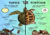 TURTLE VS TORTOISE Not all turtles are tortoises... ...but all tortoises are turtles! Flipper boi Flat, streamlined shell Turtley in the sea Eats both plants and animals C----- foot Dome-shaped shell Veggie is love, veggie is life Lives mainly on land Just Keep Thinking