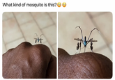 What kind of mosquito is this? ☺☺ דים