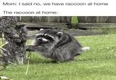 Mom: I said no, we have raccoon at home The raccoon at home: