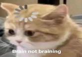 Brain not braining