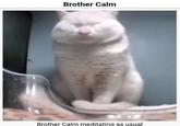 Brother Calm Brother Calm meditating as usual