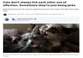 Cats don't always lick each other out of affection. Sometimes they're just being jerks Mutual grooming can be a passive-aggressive way for cats to get what they want, study finds Philip Drost CBC Radio Posted: Jul 17, 2026 8:46 AM PDT | Last Updated: July 17 Listen to this article ① Estimated 6 minutes It turns out, sometimes when a cat grooms another cat, it's trying to be annoying. (Raul Arboleda/AFP via Getty Images)