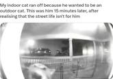My indoor cat ran off because he wanted to be an outdoor cat. This was him 15 minutes later, after realising that the street life isn't for him.