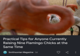 Practical Tips for Anyone Currently Raising Nine Flamingo Chicks at the Same Time Smithsonian Magazine 3d