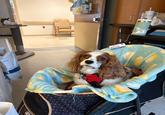 GE WILLIS PET THERAPY DOG Sugyf traso