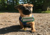 SIM National Trust Biscuit staff morale officer @thebiscuitjug