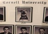 Cornell University LADI WILLIE SECURITY SET