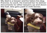 My dad is a lawyer and he takes his dog, Frannie, to work. He trained her to deliver documents to other lawyers up and down the hall. She gets paid in milk bones.