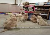 GOOD DOG Therapy dogs in training being read to