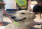 OODY ARY MSP ANIMAL Pet me! airport foundation