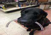 My local hardware has a dog that follows you around, and takes your items to the counter for you.