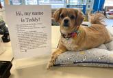 Hi, my name is Teddy! Yes, you may pet me (in fact, I insist). o I'm almost three years old. o I'm some kind of super mutt mix - maybe Pekingese? o I lost my leg in a knife fight. o No, just kidding, it was a shark attack. o But really, it was broken when I was a baby at a Texas puppy mill and they never got me medical attention, so it had to be amputated when my mom adopted me at 5 months old. o I don't like when other dogs get in my space while I'm on the counter, but if you have a well-behaved, calm dog, I will love meeting them on the floor and on leash! o Mom says I'm on a diet so I can't have any treats. BARK LESS. LICK MORE. Verifone A 509