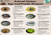 WILDLIFE Nomads Animal Vision: Eye and Pupils Shapes • • Round Pupils Common in active predators like humans and dogs. Provide balanced vision and quick focus in daylight. Horizontal Pupils • Seen in grazing animals like sheep and goats. • Give a wide panoramic view. • Vertical Slit Pupils Found in ambush predators like cats and snakes. • Allow precise control of . light and depth perception for hunting. Horizontal Slit Pupils Used by frogs and toads. Help maintain clear ground vision and depth while foraging. • Crescent Pupils Typical of aquatic species like stingrays. Reduce glare and distortion underwater, improving contrast. Vertical Beaded Pupils • Found in geckos. Multiple pinholes let them see sharply in bright light without losing focus. 3 . W-shaped Pupils • Seen in cuttlefish. • Adapted for dim light, enhancing contrast and distance perception in deep or murky water. Compound Eyes Seen in insects like mantises. • Provide nearly 360° vision and detect movement from multiple directions.