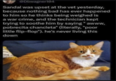 @Dbwagner104 Sandal was upset at the vet yesterday, because nothing bad has ever happened to him so he thinks being weighed is a war crime, and the technician kept trying to soothe him by saying "awww, pobrecita chancleta" (literally, "poor little flip-flop"). he's never living this down