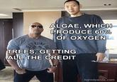 ET KUNG JEET ALGAE, WHICH PRODUCE 60% OF OXYGEN TREES, GETTING ALL THE CREDIT boredpanda.com