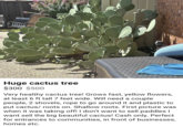 Huge cactus tree $300 $500 Very healthy cactus tree! Grows fast, yellow flowers, at least 6 ft tall 7 feet wide. Will need a couple people, 2 shovels, rope to go around it and plastic to put cactus/ roots on. Shallow roots. First picture was when it was taking off! I don't want to sell paddles I want sell the big beautiful cactus! Cash only. Perfect for entrances to communities, in front of businesses, homes etc.