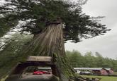 CHANDELIER TREE Height: 315n Diameter: 21n Maximum Age: 2400yrs DRIVE THRU TREE. Leggett.CA
