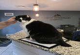 HEBRON VETERINARY HOSPITAL