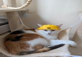 CAT 77777