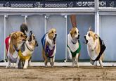 KS SPORT SACK K9 SPORT GIVEYS ACK