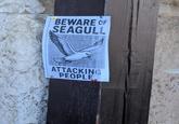 BEWARE OF SEAGULL ATTACKING PEOPLE
