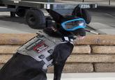 US AIR FORCE CAST ALFRE F206 SERVICE DOG No NO TACT SERVICE DOG NO TOUCH wwwwww
