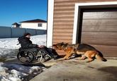 SERVICE DOG