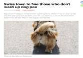 Swiss town to fine those who don't wash up dog pee 24/07/2026 BY LE NEWS LEAVE A COMMENT Dog owners in Chiasso, a town in Italian-speaking Ticino, will soon have to clean up not only their pets' ut also their urine. The rule, believed to be the first of its kind in Switzerland, will take effect in mid-August, reported RSI. Photo by Blue Bird on Pexels.com in