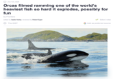 JULY 23, 2026 Orcas filmed ramming one of the world's heaviest fish so hard it explodes, possibly for fun by Frontiers edited by Sadie Harley, reviewed by Robert Egan The GIST Editors' notes G Add as preferred source
