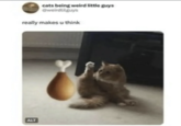 cats being weird little guys @weirdllguys really makes u think ALT