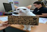 Welfare League Calender 520 I Like romantic naps on your paperwork, long sniffs of your petty Cash,t curling up stuff on