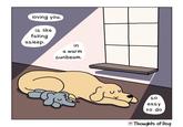 loving you. is like falling asleep. in a warm sunbeam. So easy to do Thoughts of Dog