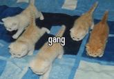 gang