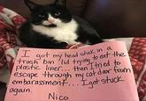 I got my head stuck in a to eat the trash bin lid trying plastic liner... then tried to escape through my cat door from embarassment... I got stuck got again. Nico