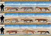 Body size of the mainland tiger (Panthera tigris tigris)- Largest populations; Bengal tiger- (perviously P. 1. tigris) Body (m) Head-body Total length Chest girth Male (n-135 190 165-221) 281 (250-315) 1300-360) Female in-79 166 (143-184) 255 (222-22) 106-107) Weight(kg Male Female Shoulder height 100 (8-110 86-91) 200 (97-272) 166 131 (72-177)--100 Greatest skull length() 3534 (329.0-3780-36 297.2 (275.0-311.00-18 So Brander, 1921, Campbell 1842, Cooch Behar, 1908, Dianeris, 2003; Mazik, 2013, Sun, 1981, Tamang, 1982, Valves, 3020 Largest Bengal tiger skull 379 mm (Mazik, 1991)-mal col 406 mm (Helons, 1954)- gay hotte Amur tiger-(previously P. L. altaica) Body nine (m) Head-body Total Chot girth Shoulder height Male (-15) 195 (178-2509 293 (278-309) 123 (102-1509 94 01-107) Female (-10) 174 (167-182) 264 (262-272) 103 (91-106) 1 (75-93) Weight (kg) للمم - 2540 - 155) 200 129 (995-167)--20 Geestest skull length (mm) 367.10418-3830)-- 2965 (2797-31801-11 See Kerley et al, 2005; Man, 2013 Valve, 2015. Largest Amar tiger skull *383 mm (Mark 1)-mal color mm (Mark, 2013) - grybu Caspian tiger-(previously P. L. virgata) Body sine (c) Male in- Female( Head-body 190 (11-19 Tool length Shoulder height 23 (269-295) 167 145-172) 255 (3415-263) Weight(kg Male Female 197 (170-240)-- 121 (97-135)--3 Greatest all length (mm) 339.1 (5163-3685)-7 2843 (2555-297.)--10 Sows Hepner & Shadka, 1992, Manik, 1991 & 2011; Poco, 1928 Largest Caspian tiger skull 3683mm (Mark, 1991)-mal color. *385 mm (Heptor & Slack, 1992)-gray silhouette 20 Body size of the mainland tiger (Panthera tigris tigris) - Smallest populations, Indochinese tiger- (previously P. f. corbetti) Tond length 277 (254-293) 250 (225-279) ALL Malayan tiger- (previously P. jackson) Body sie om Head-body Total length Chest girth Shoulder height Male ( 172 (157-196) 367244-295) 306 (92-124) 84-115 Female (n-19) 12-18 239 (Ne) 89-93 Male(12 Female (-14) Head-body 189 (180-197) 165 (152-181) Weight (g Greatest skall length (mm) 1303 (244.2-36501-15 290.5 (273.3-3043)--21 Weight (kg) Male bo 1306 (109-132)-3-6 98.5 (99-110.5)--7 94-110 ITANI South Chinese tiger-(previously P.) Body se tom Male ( Head-body Chest gink Shoulder height 175 (150-199) 263 (236-290) 107 (100-136) 305 (10-1) 342 (230-254) 294 (364-259) 115(-13--11 Sour Chileph, 1936, Gastles, 1947; Manikand 2001; J. H Greatest skull length() 3390 (Norge)- 2898 (Norge)--2 Weight (kg Male Abs 300 wedding (30 Sources: Burg, 1931; Department of Wilde and National Parks Pasidar Malaysis, 2008 Manik, 2000 P, 1929, Sinha, 2012, Skley, 1930 The 1931, 2002, 1953. 3. Marik, 2010, Sight al, 2005, 2009 152(108-190) -- 103.4 (75-1445)--11 Grotest skall length (mm) 3347 (3180-3480--11 282.3 (2730-3003)-3 Sources Alen, 1938, Bows, 1893, Buk, 1874, Down, 2000, Honijer, 1947, levity, 1911; Kuntal, 1998, Manik, 2013 Pook, 1929 Wan & H, 1999 Maic ben Sevill Body size of the island tiger (Panthera tigris sondaica) - 3 populations Sumatran tiger (previously P. L. sumar) Body() Male ( Total leng 256 (215-255) A Javan tiger- (previously P. f. sondaica) Body sine (m M Head-body 1650-100 Head-body Female (5) 162 (145-177) 146 (13-155) 217 (208-230) 125 (104-148)--10 (75-110)-5 Greatest skull length() 3148 (2900-3450)--16 2724 (3630-2940)--22 Weight (kg 110-141--2 Weig Male Fonale Son Pulp and Paper, 2011; Hoogwerf, 1970, Mark, 1981; Muzik, 2013; Madeves, 2006, Pristnatal 2012, Slaghata, 2005, Sody 1949, Yamaha, 2009, 251, 2003. Greatest all length (mm) 1363 (0-14)-23 2782 (200-292.0)--17 So Mak, 2013 Muzik and Groves, 2001; Slight et al, 2005; Soly, 1949 2009 Bali tiger-(previously P.. balica) Body size (em) Head-body Male(1) 174 Total length 245 able Conary pop belief, then in de fappar on the Greatest kell length (mm) Gdpiwight 301.5 (2950-312.0)- the population Matk 19 Sady ( 2653 (2627-2665)-4et of 3 length rambut day maybe The Spi Source: Bazis and Farkas, 1997; Manikal, 1977. Quale Gajra https://wildfact.com/forum Cratemala, March 2010