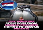 O memebitching GAY PENGUINS STOLE EGGS FROM LESBIAN PENGUINS HOPING TO BECOME PARENTS