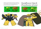 Sunflower is always planted in front of a peashooter, they are cheaper and less strategically valuable than attacking plants so should act as defenses for them. Plus the further back the attacking plants are the more damge they can do before being eaten so you want them way in the back Sunflower back Peashoter front nello much