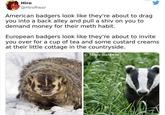Hiro @HiroRwar American badgers look like they're about to drag you into a back alley and pull a shiv on you to demand money for their meth habit. European badgers look like they're about to invite you over for a cup of tea and some custard creams at their little cottage in the countryside. Marc Baldwin
