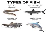 TYPES OF FISH Agnatha (Jawless Fish) Chondrichthyes (Cartilaginous Fish) Placodermi (Armoured Fish) Osteichthyes (Bony Fish) NOAA F