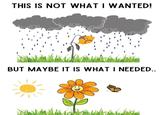 THIS IS NOT WHAT I WANTED! BUT MAYBE IT IS WHAT I NEEDED..
