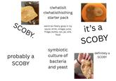 SCOBY. probably a SCOBY r/whatisit r/whatisthisthing starter pack weird tan fleshy goop in my sauce, drink, vinegar, juice, fridge, bottle, can, jar, sink, food symbiotic culture of bacteria and yeast it's a SCOBY definitely a SCOBY