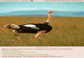 Anonymous (ID: rmJllsAQ ) 08/14/26(Fri)07:48:50 No.540763265 288 KB JPG Birds are the most ridiculous category of animals on the planet >Walk stupidly >Dumb long necks >Tiny heads with stupid beaks >Clearly retarded >Covered in f------ feathers of all things >Get around by flailing their arms like spastics Look at this thing. You expect me to take it seriously??