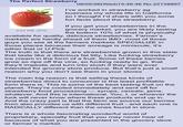The Perfect Strawberry 233 KB JPG 08/05/26(Wed)15:48:46 No.22138897 I've worked in strawberry ag business my whole life in California so I thought I'd share with you some fun facts about the strawberry. If you get your strawberries in the grocery market, you are likely tasting the bottom 10% of what is physically available for quality, delicious strawberries. Farmer's markets are hardly ahead of them IMO. most of those guys you see at the farmers markets SPECIALIZE in those places because their acreage is miniscule, it's either that or U-Pick The truth is that there are strawberries grown in this state that taste like a delicious fat t----. Like f------ strawberry ice cream in the form of a fruit. Some of these berries grow so ripe off the vine, so f------ ready to go, that they'll implode and turn into slush if they were ever intended for grocery store produce. But that's just a small reason why you don't see them in your stores The main big reason is that selling these kinds of strawberries direct to consumer is the least profitable form there is. This is some of the best tasting fruit on the planet. They're cooled immediately and sent off for strawberry food processing - syrups, cereals, jams, whatever. And this is international. You, I, or whoever the f--- will never know where these products end up in. And the crazy part is that the farm we source our berries from also provides us with different fruit - and each one is RADICALLY different than the ones found in store. There is a whole fascinating wonderful world of proprietary, specialty fruit that you may never hear of because of what you are presented in the grocery store or farmer's market.